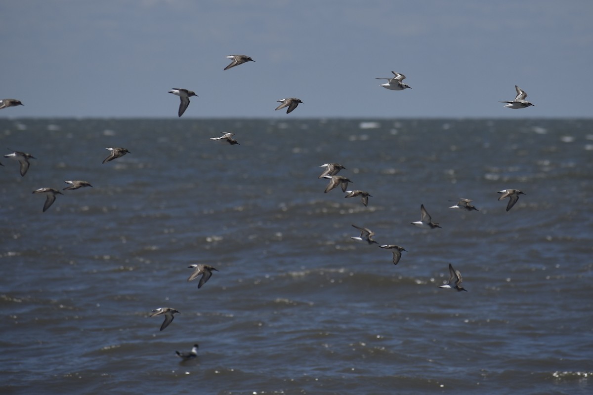 Calidris sp. (peep sp.) - ML344212471