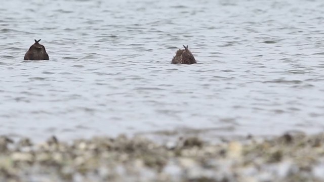 King Eider - ML344212971