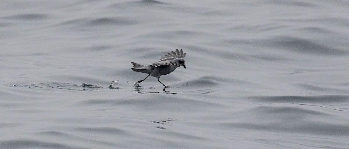 Fork-tailed Storm-Petrel - Ken Chamberlain