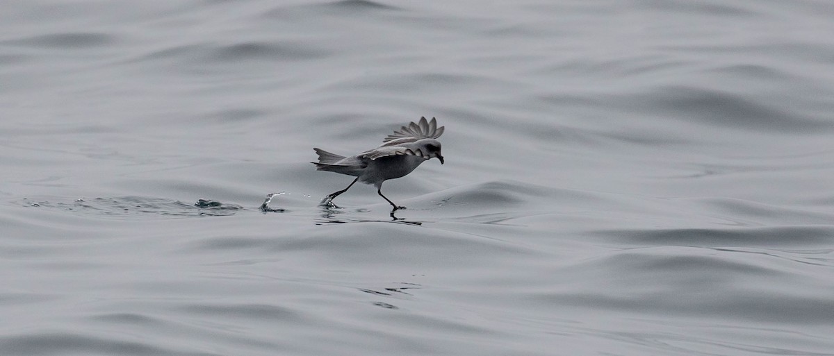 Fork-tailed Storm-Petrel - ML34421341