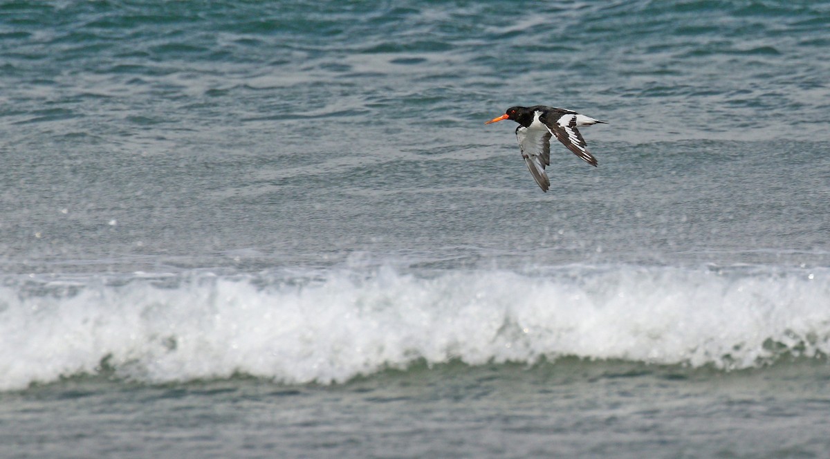 Eurasian Oystercatcher - ML34421361