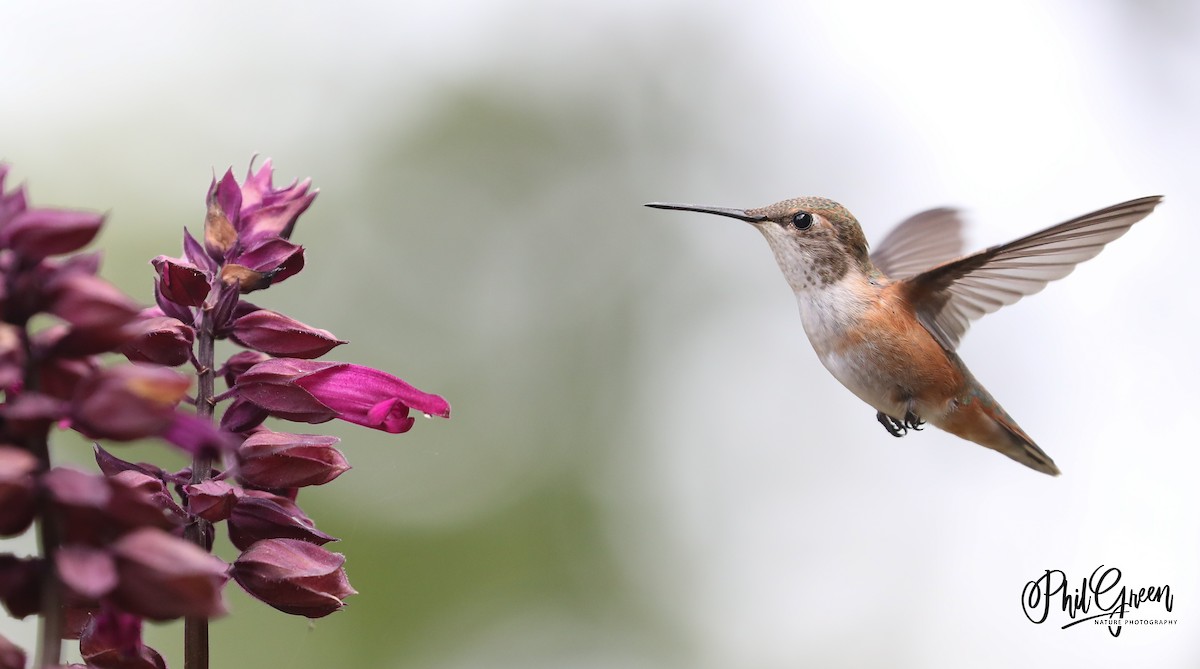 Rufous Hummingbird - Phil Green