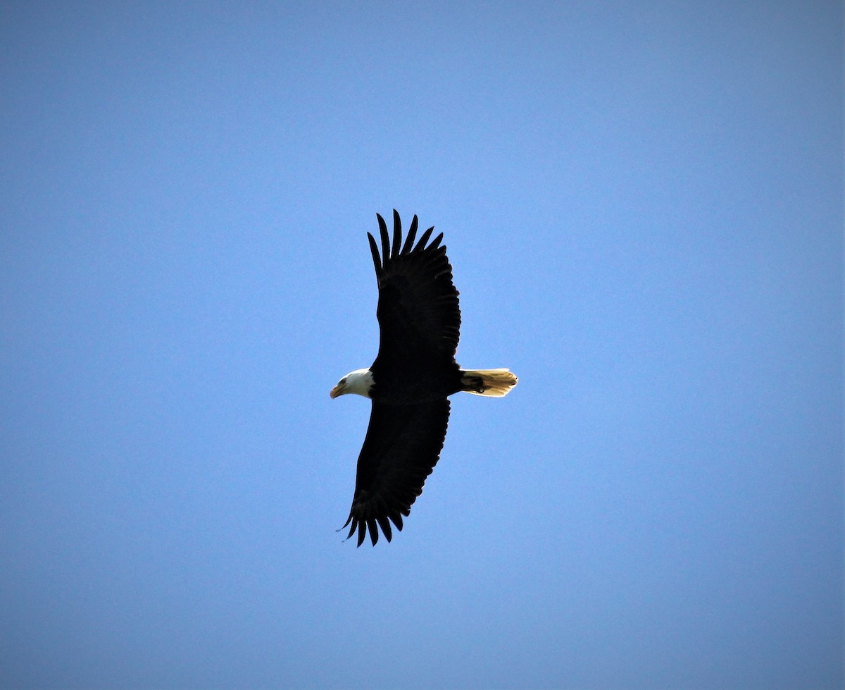 Bald Eagle - ML344215061