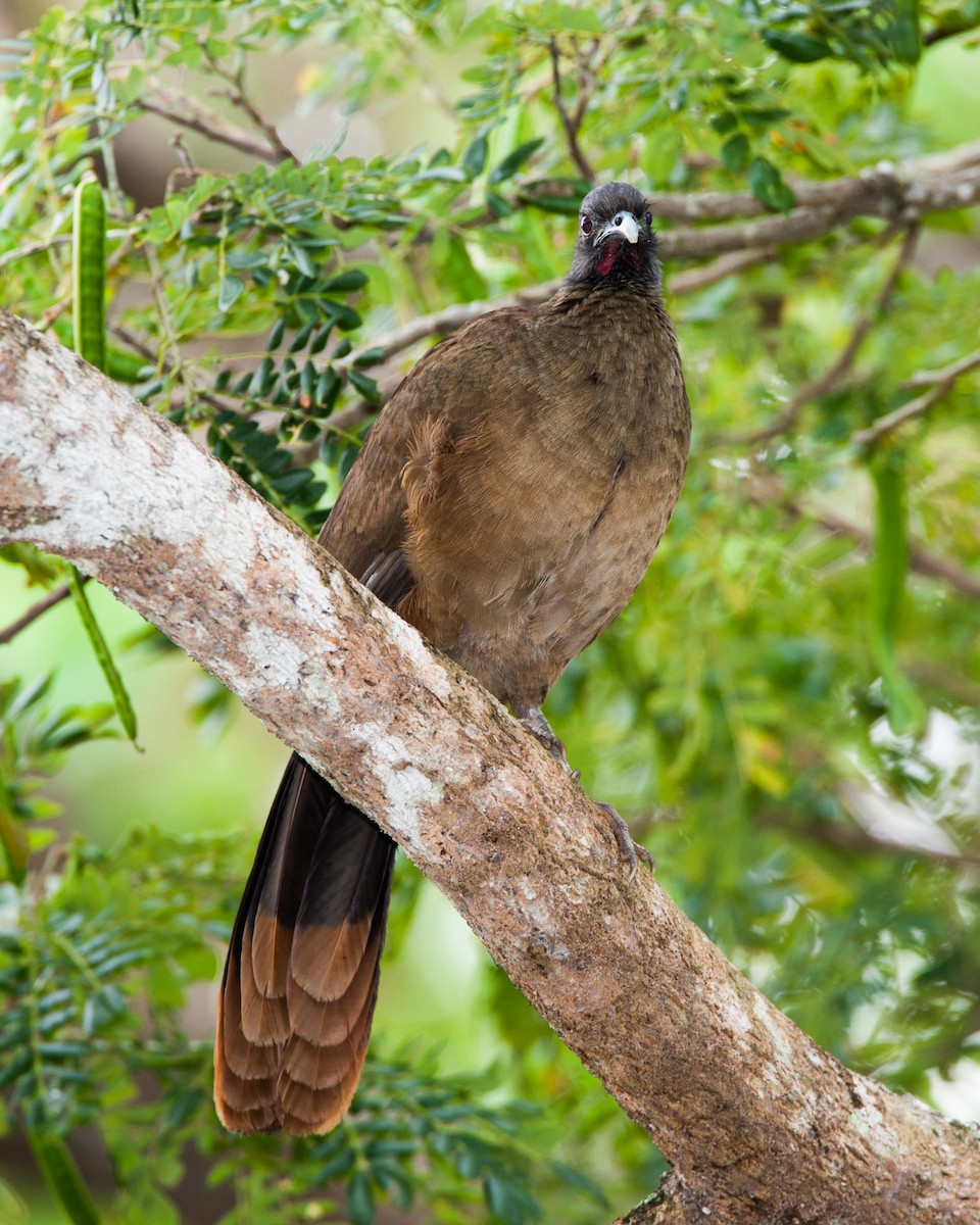 Rufous-vented Chachalaca - ML34421701