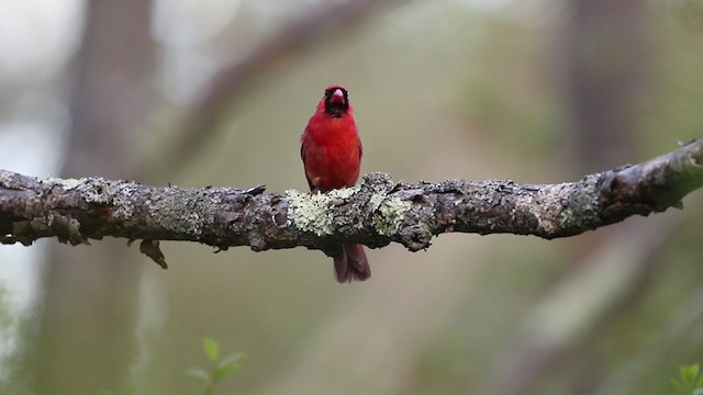 Northern Cardinal - ML344217301