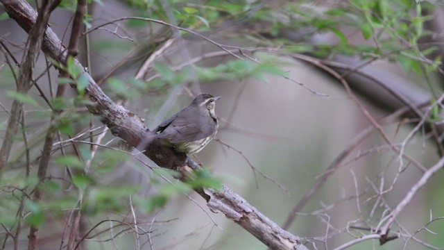 Northern Waterthrush - ML344217531