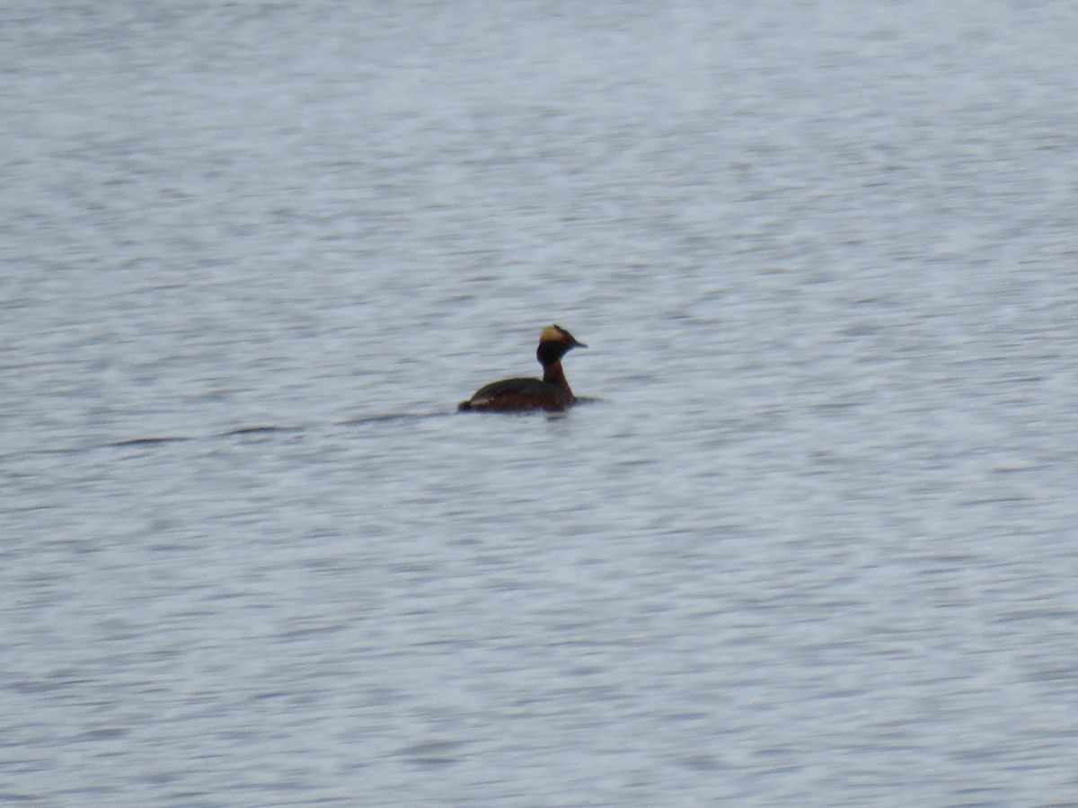 Horned Grebe - ML344218041