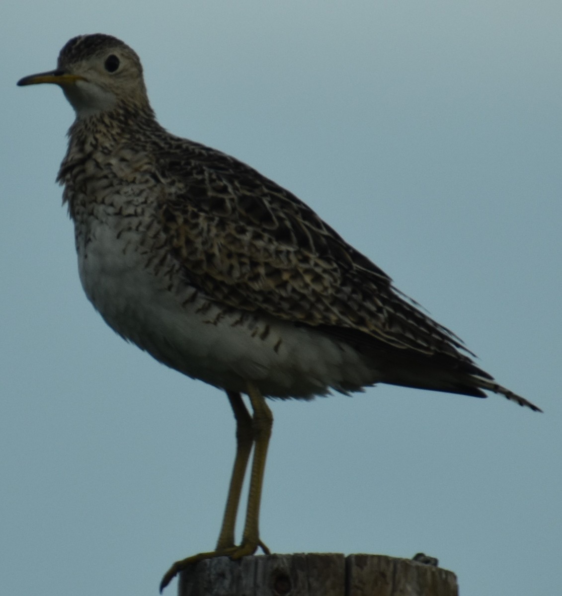 Upland Sandpiper - ML344218371