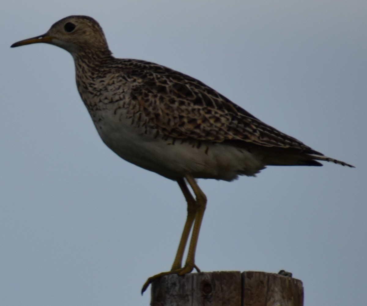 Upland Sandpiper - ML344218391