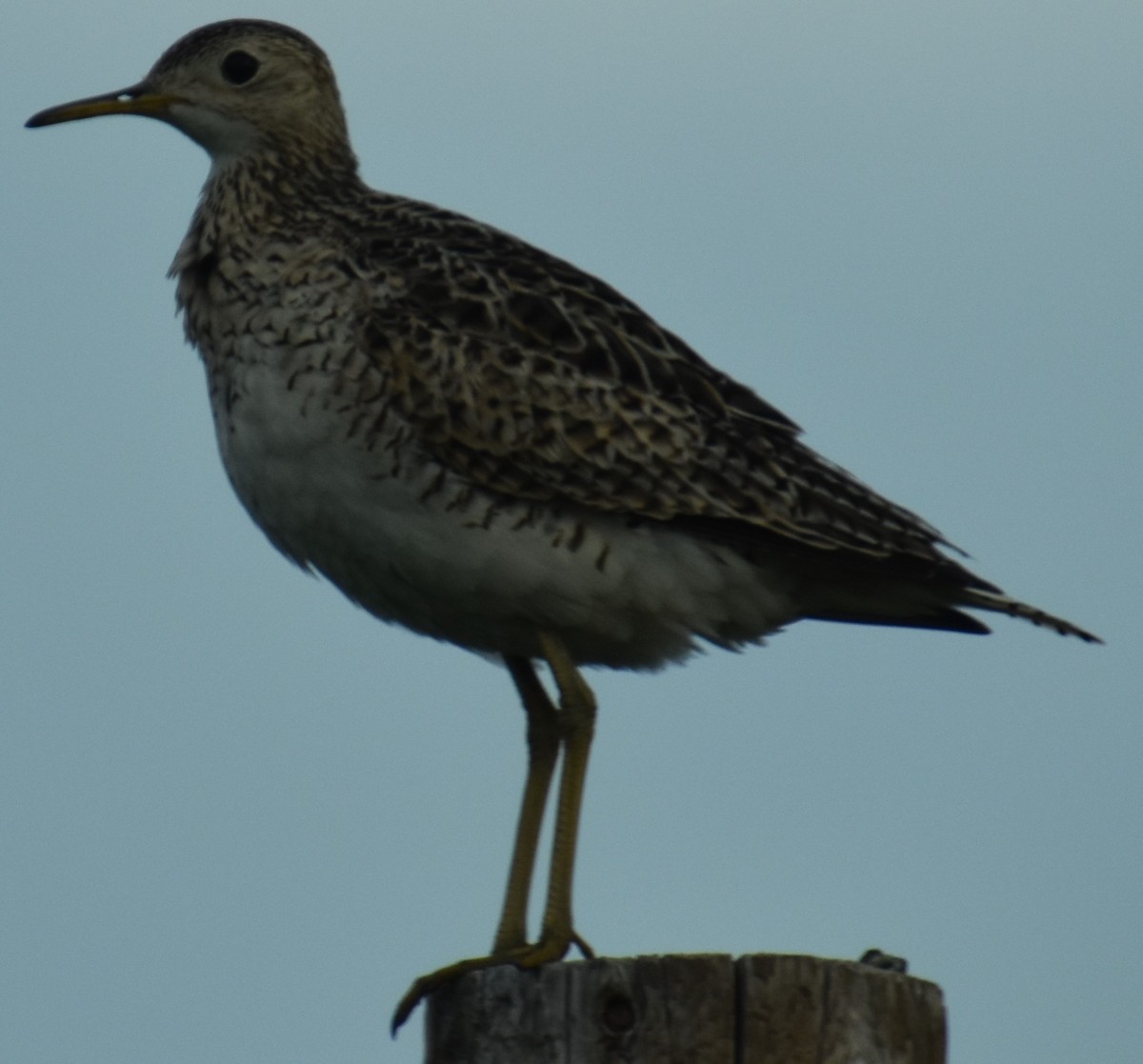 Upland Sandpiper - ML344218411