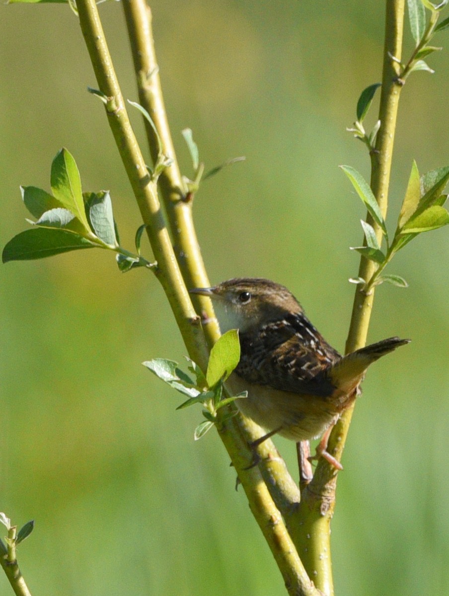 Sedge Wren - ML344219871