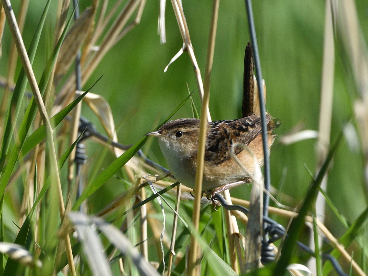 Sedge Wren - ML344219881