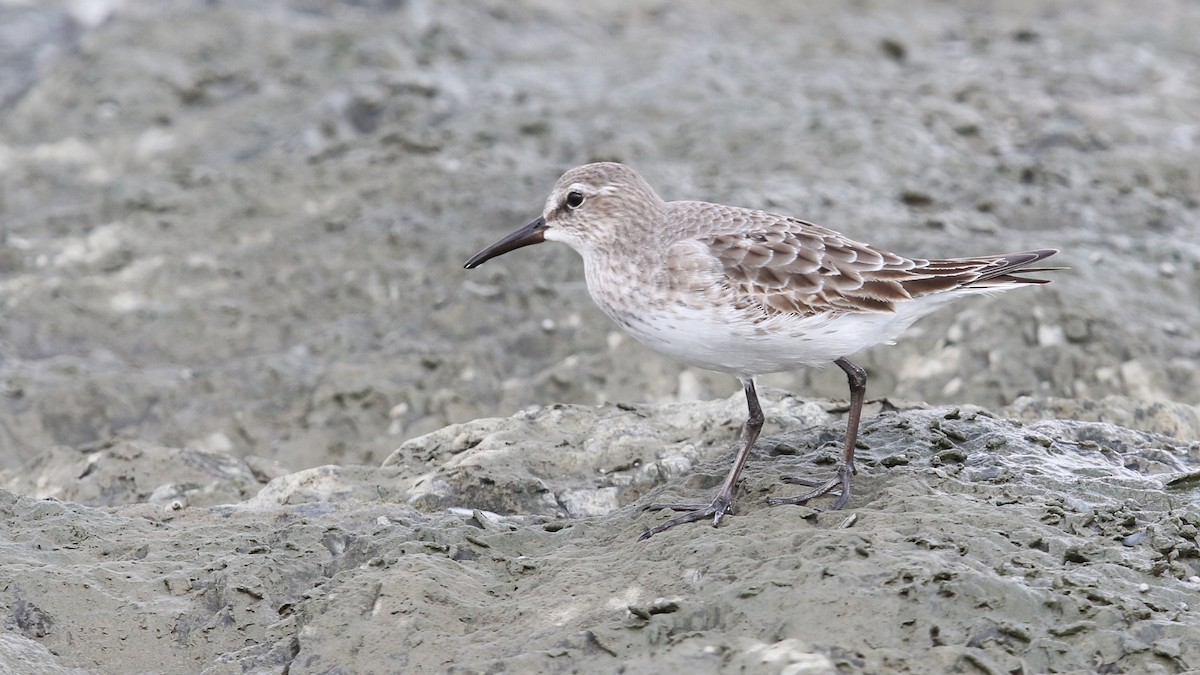 White-rumped Sandpiper - ML34422121