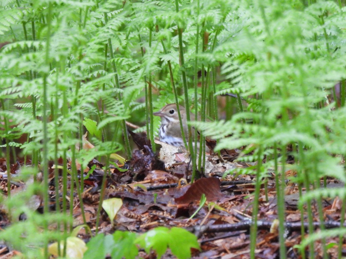Ovenbird - ML344222891