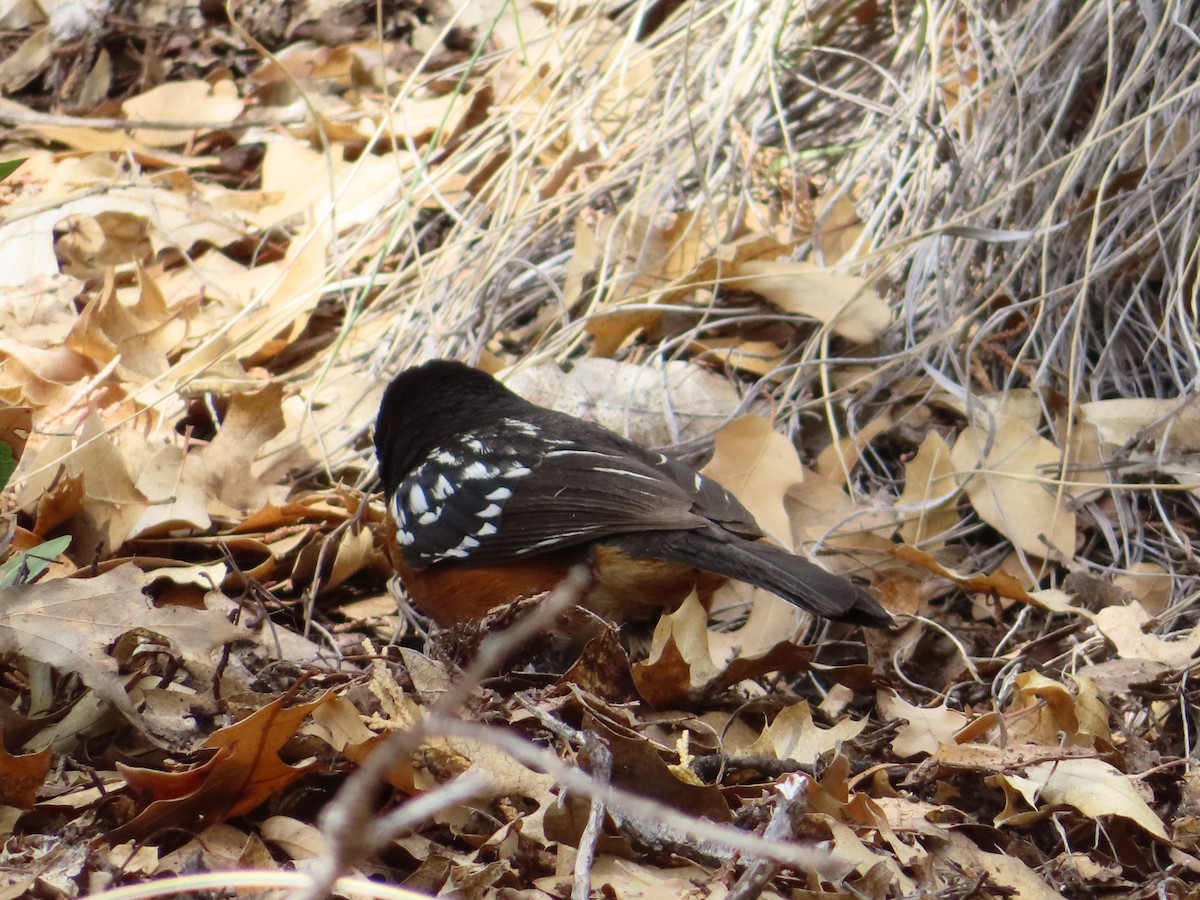 Spotted Towhee - ML344223021