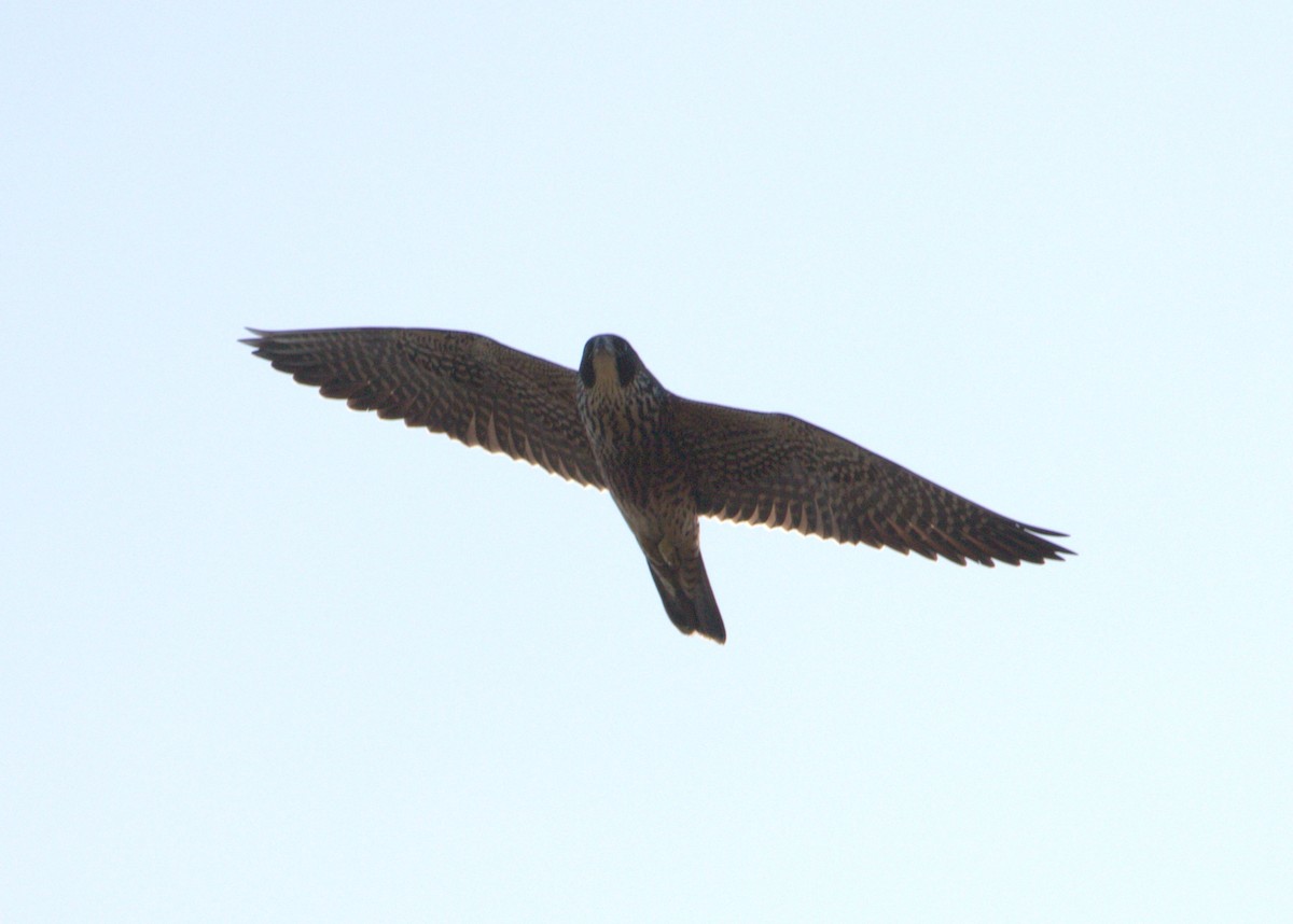 Peregrine Falcon - ML34422311