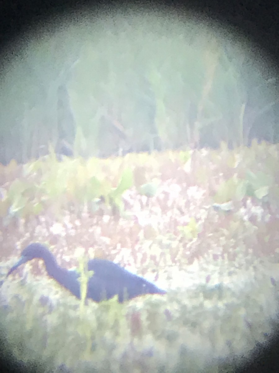 Little Blue Heron - ML344223311