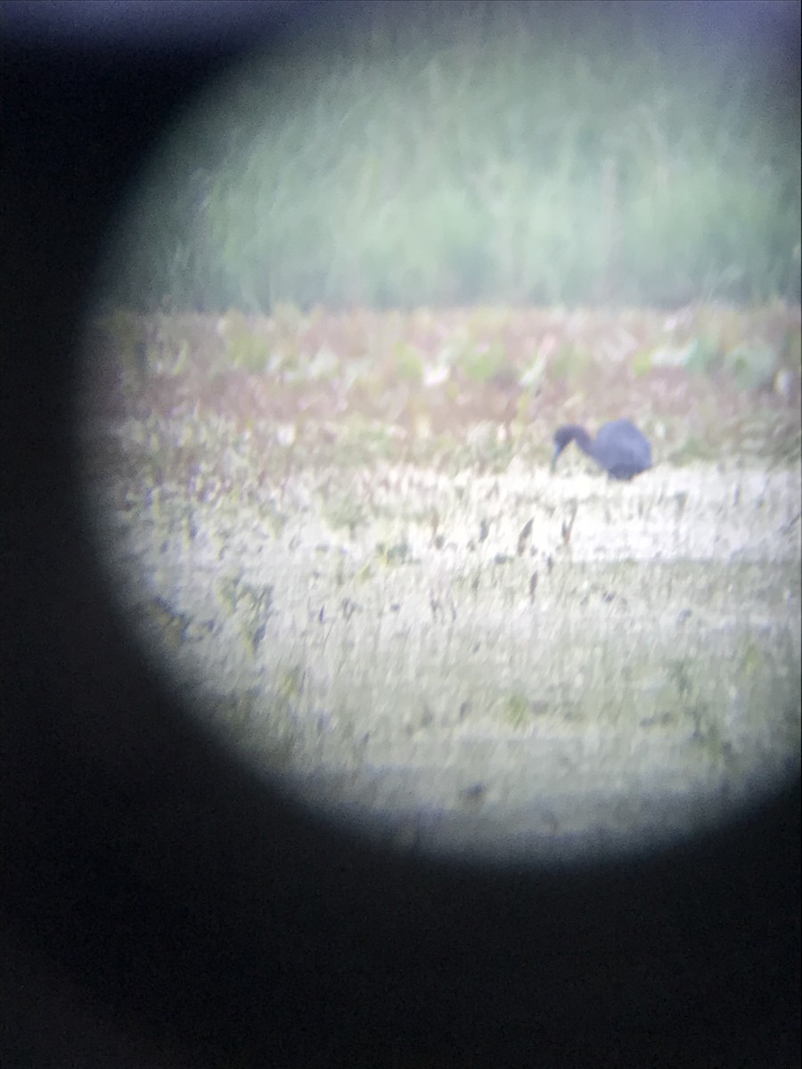 Little Blue Heron - ML344223321