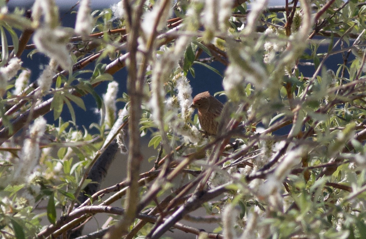 House Finch - ML344223621