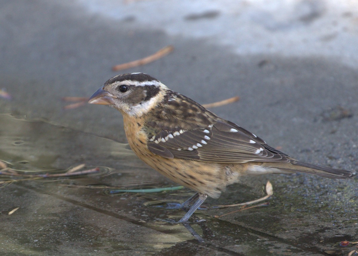 Black-headed Grosbeak - ML34422431