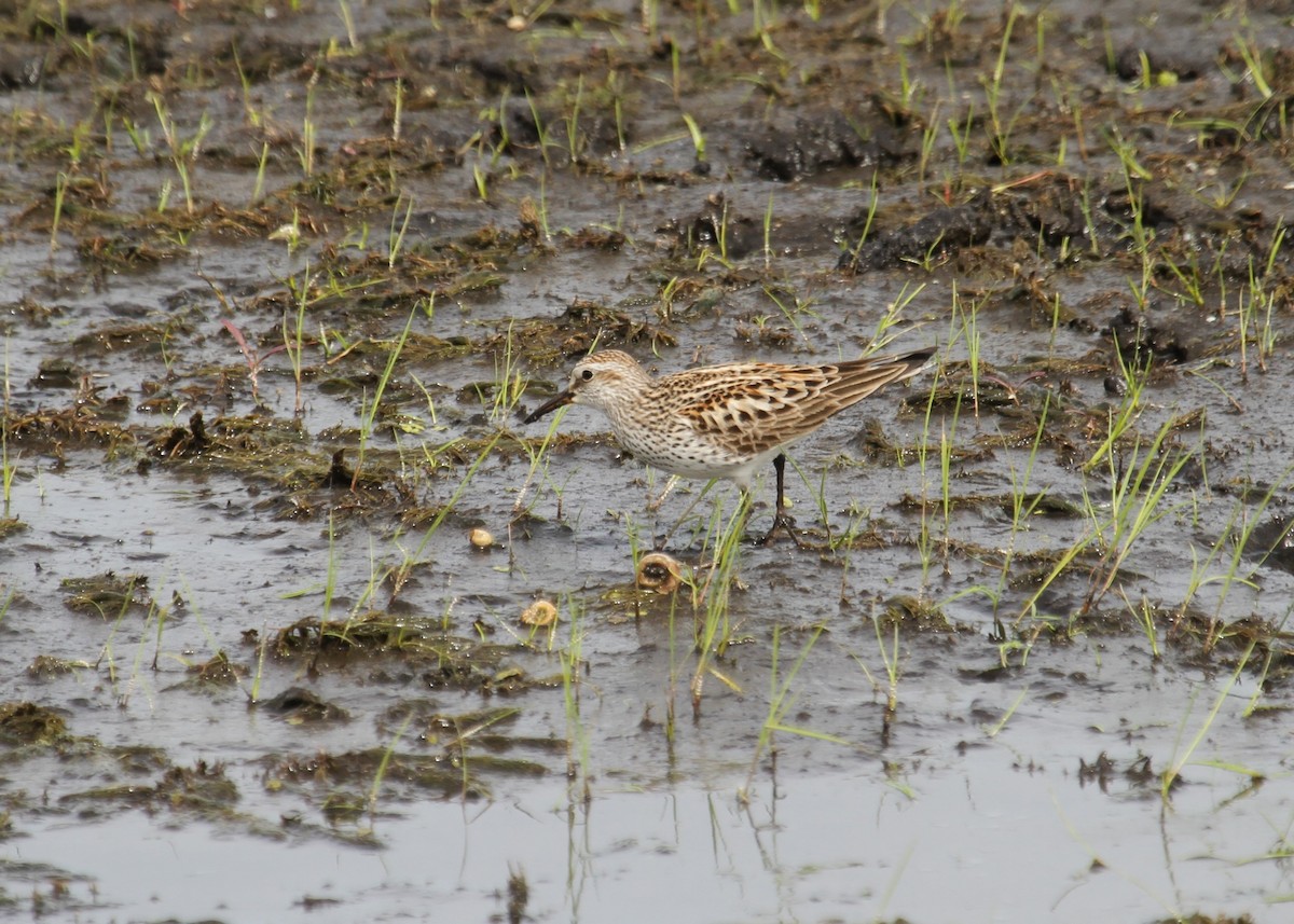 White-rumped Sandpiper - ML344225211