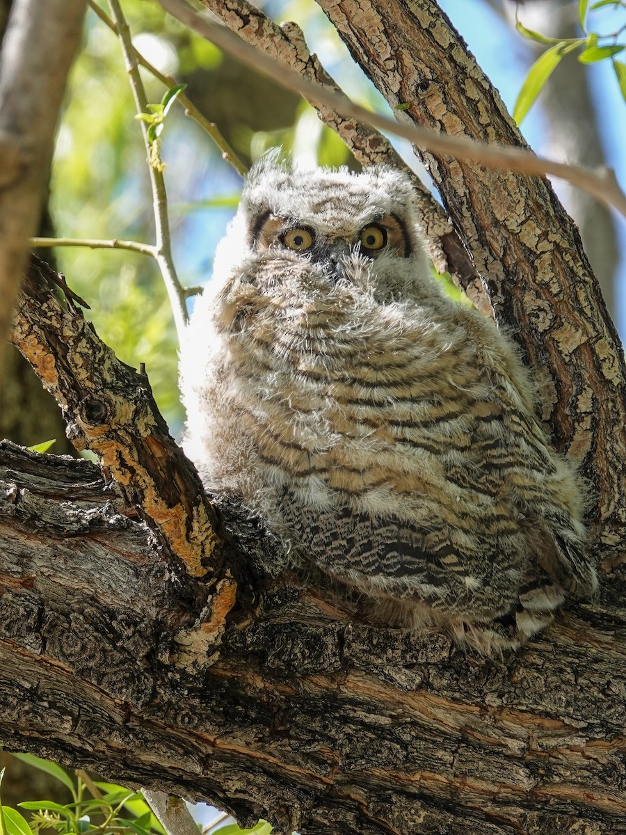 Great Horned Owl - ML344225561