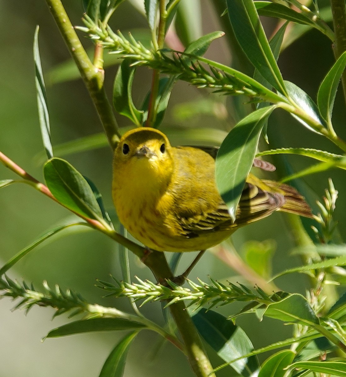 Yellow Warbler - Kathleen Horn