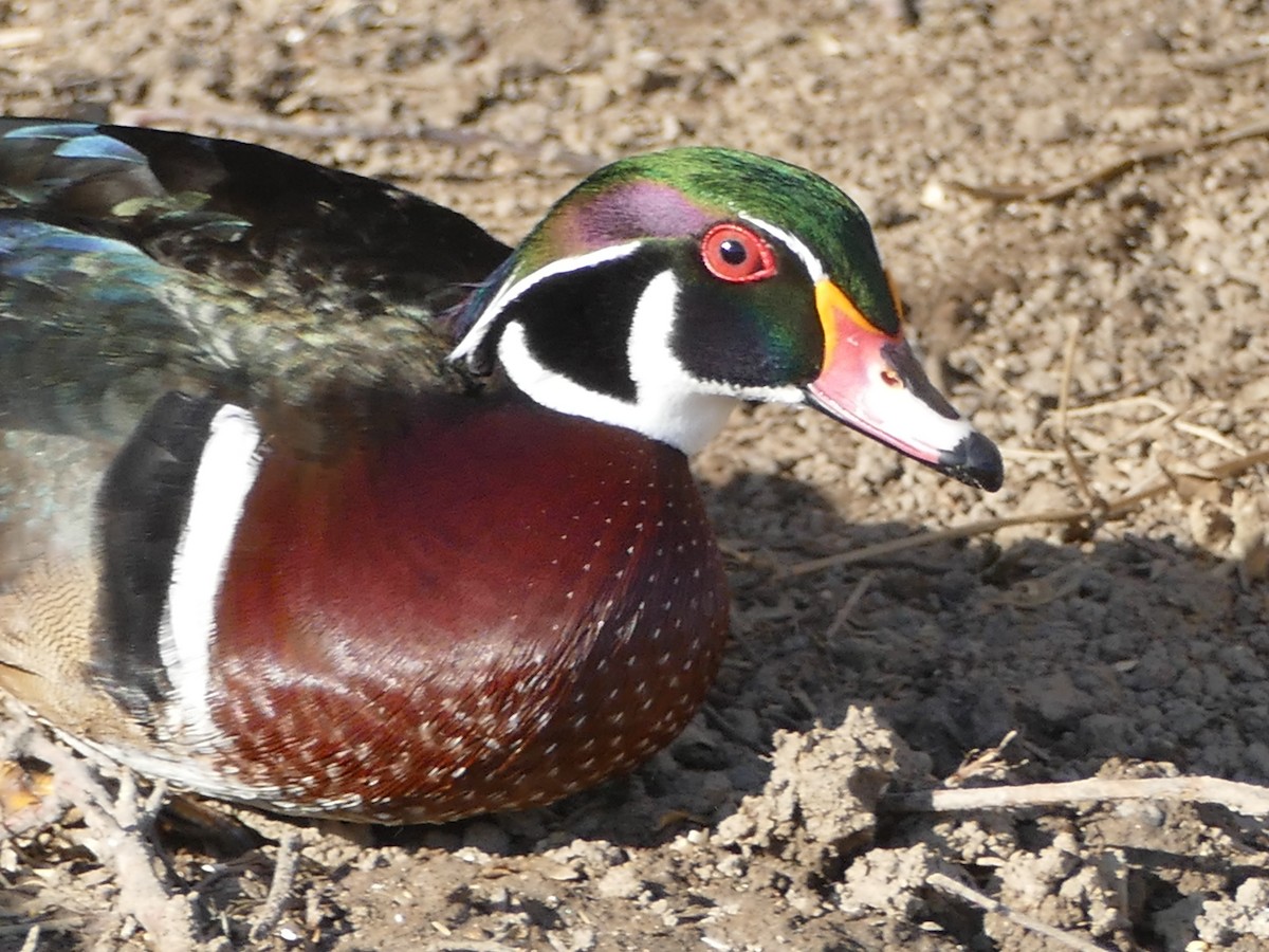 Wood Duck - Neal Hinds