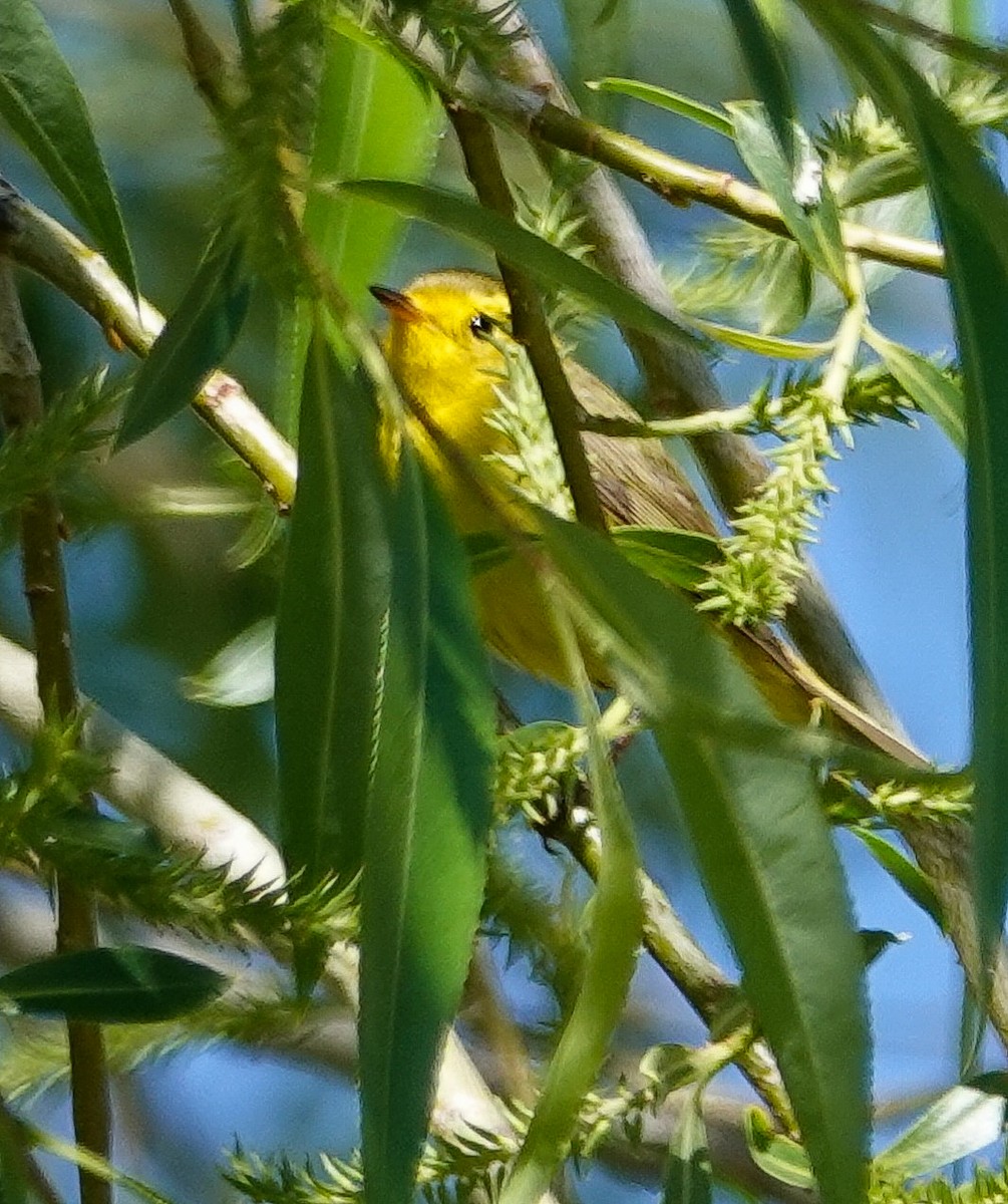 Wilson's Warbler - ML344226471