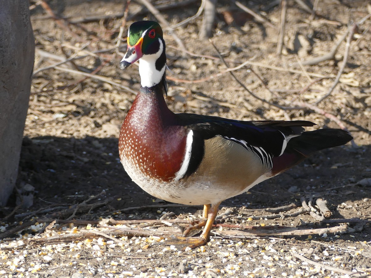 Wood Duck - ML344226611