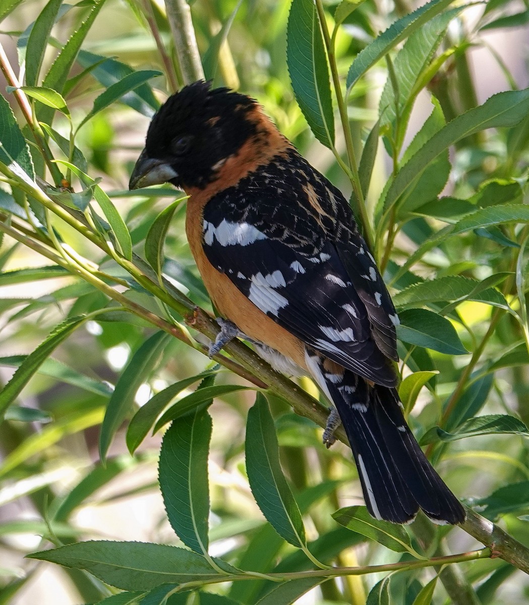 Black-headed Grosbeak - ML344226941