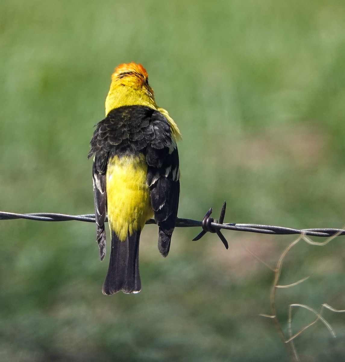 Western Tanager - ML344227251