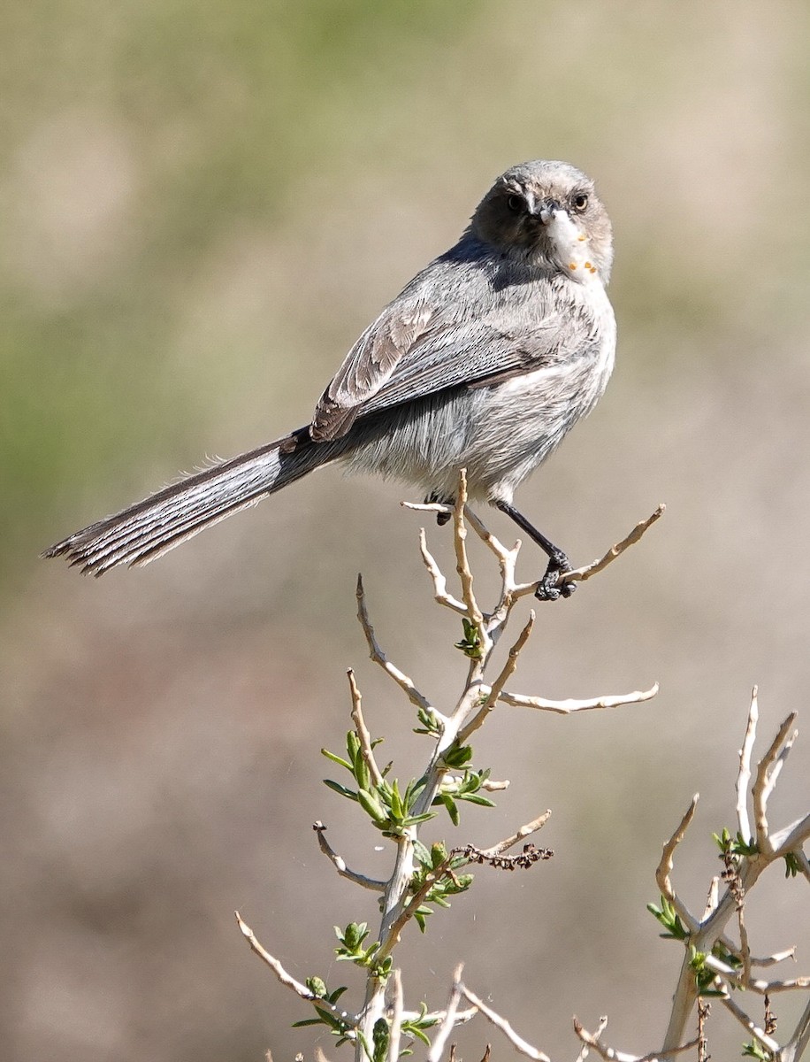 Bushtit - ML344227621