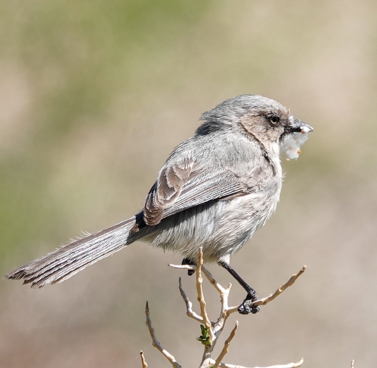 Bushtit - ML344227651