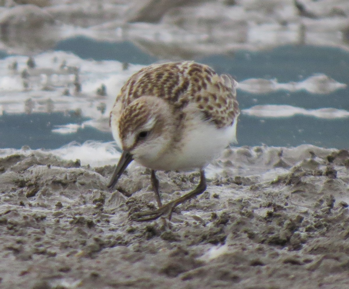 Semipalmated Sandpiper - ML34422911