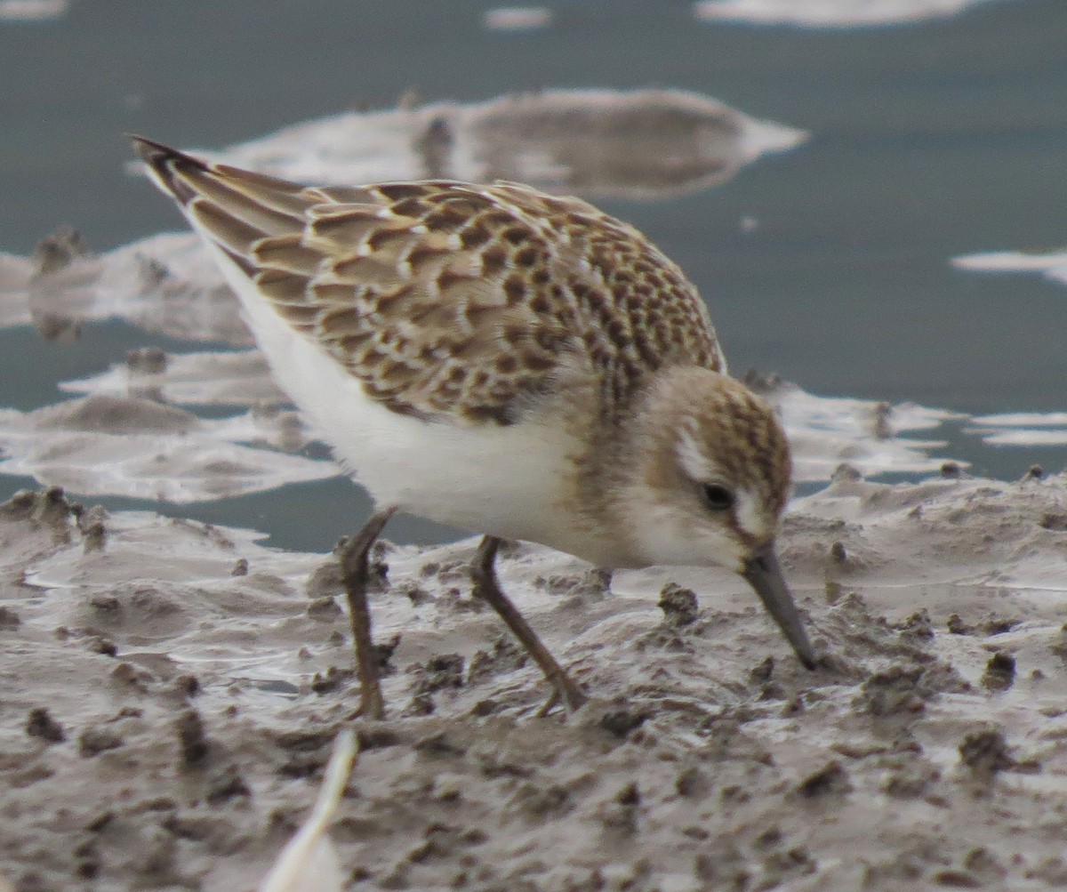 Semipalmated Sandpiper - ML34422991