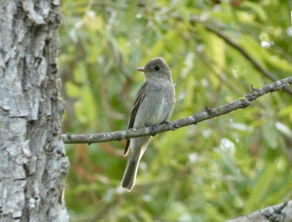 pewee sp. (Contopus sp.) - ML344229951