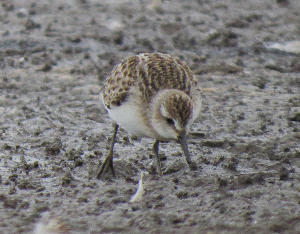 Semipalmated Sandpiper - ML34423021