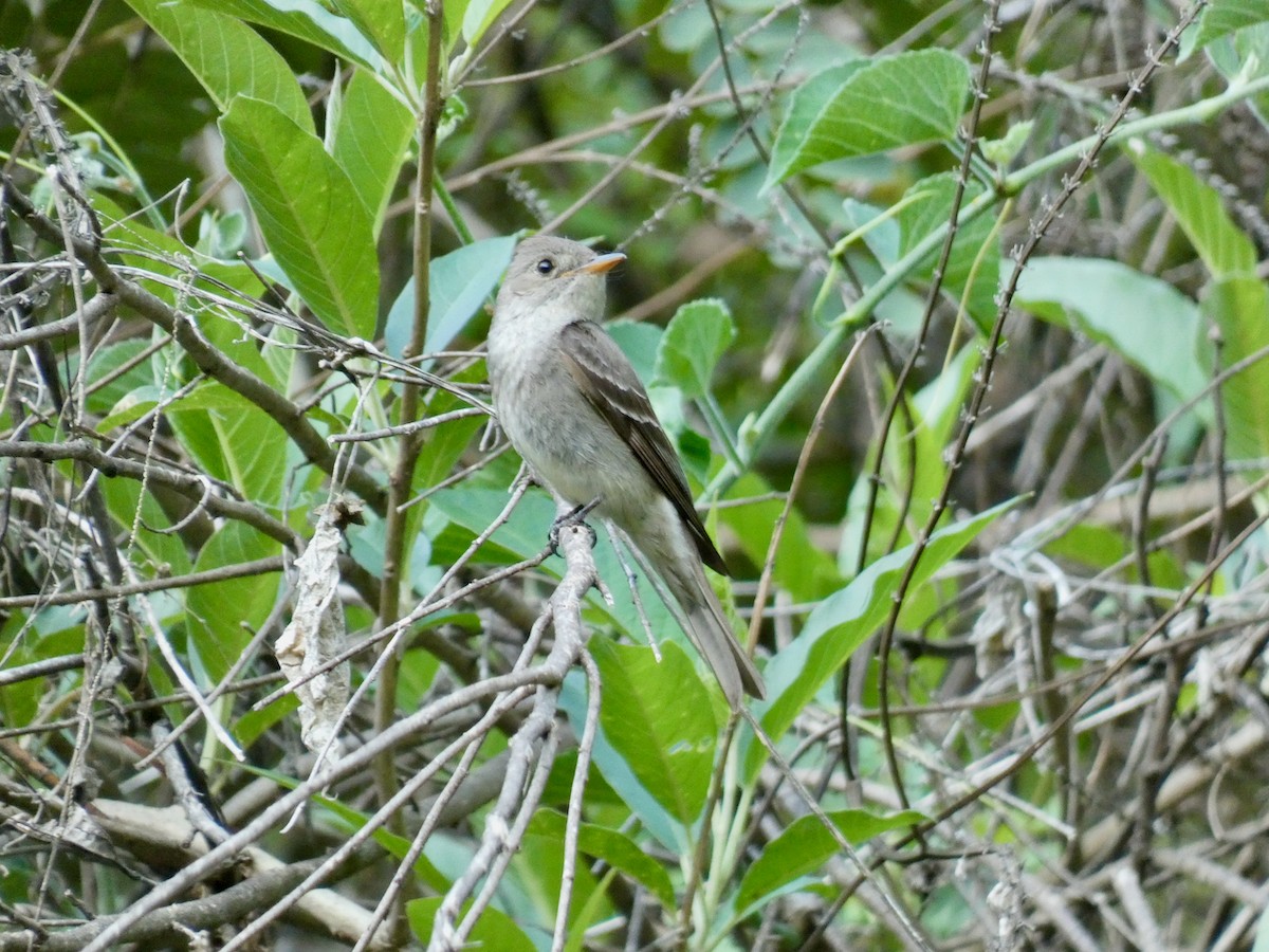 pewee sp. (Contopus sp.) - ML344230481