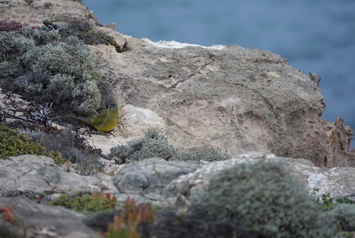 Rock Parrot - Max Breckenridge