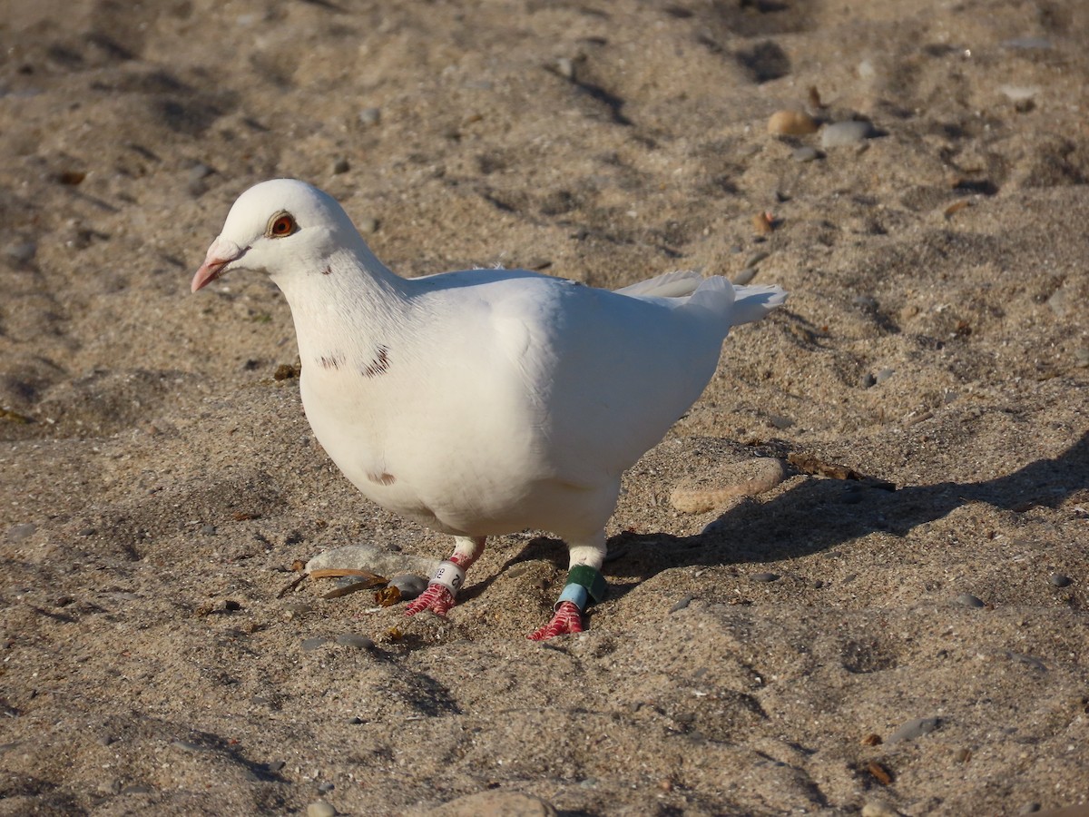 Rock Pigeon (Feral Pigeon) - ML344233351