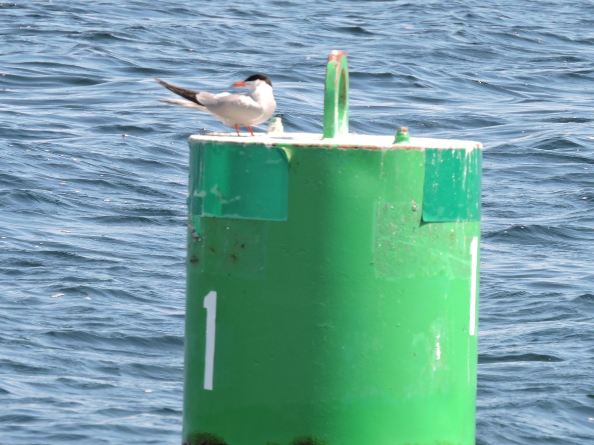 Common Tern - ML344233651