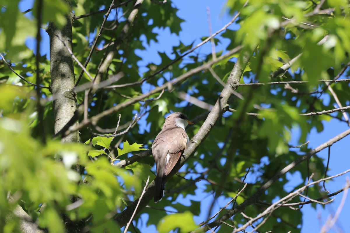 Yellow-billed Cuckoo - ML344234021