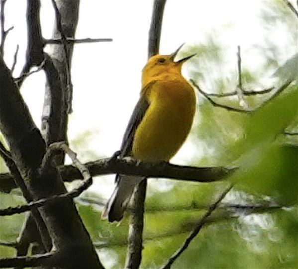 Prothonotary Warbler - ML344234601