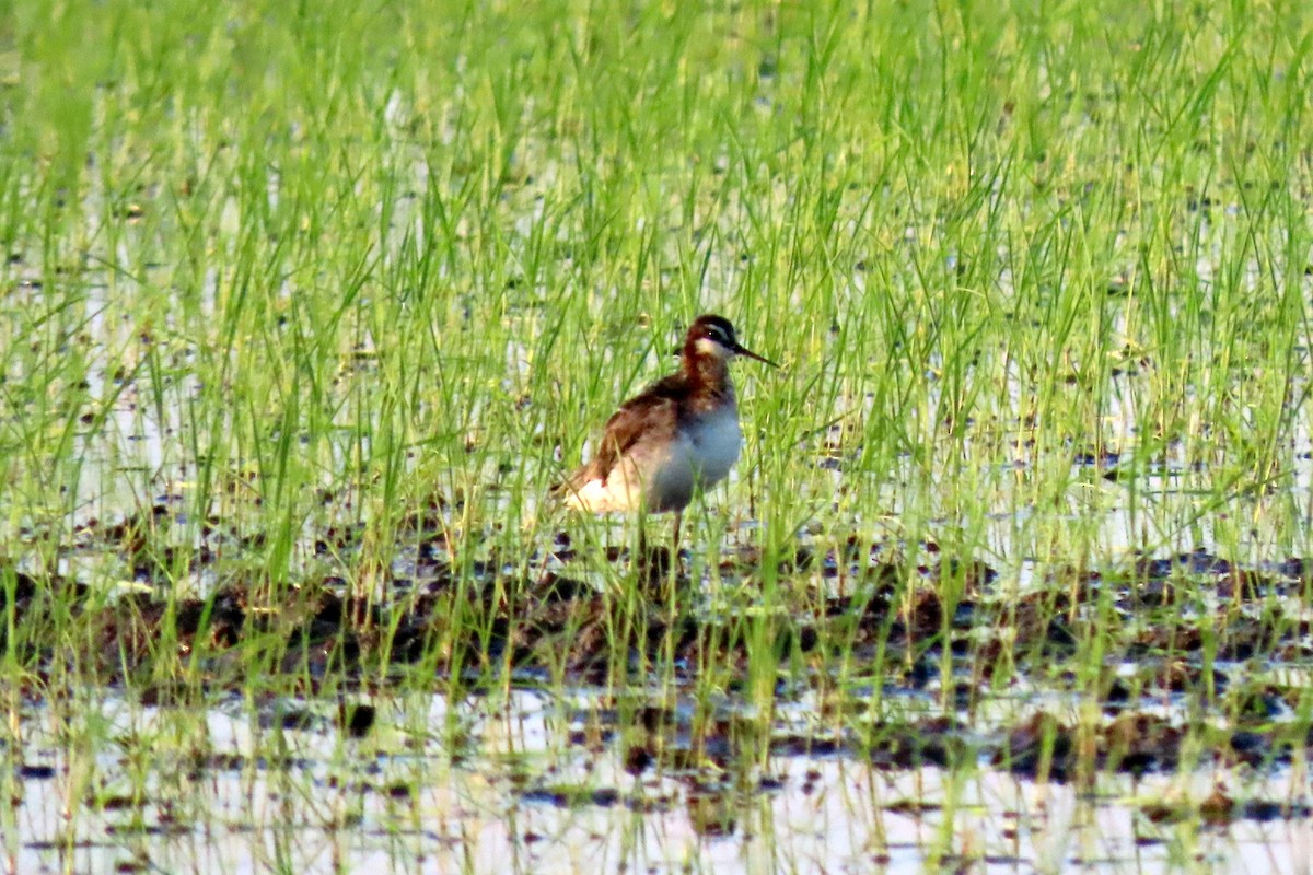 Wilson's Phalarope - Suzanne Hutchinson