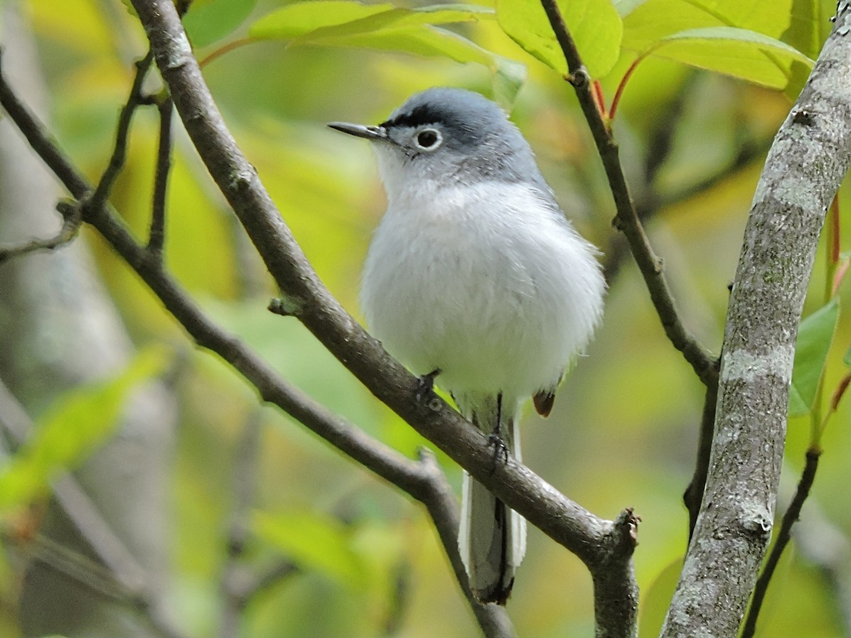 Blue-gray Gnatcatcher - ML344235281