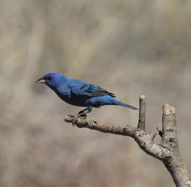 Indigo Bunting - ML344236611