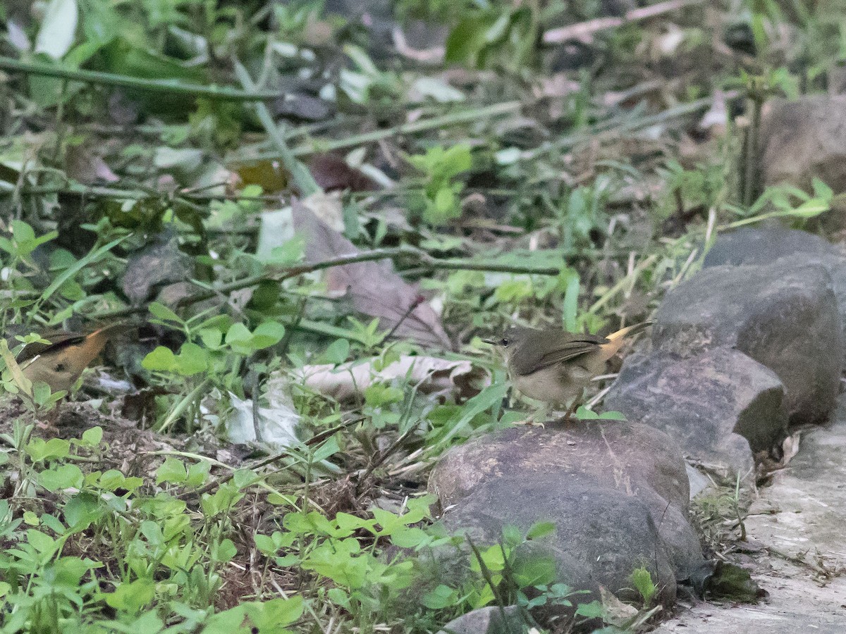 Buff-rumped Warbler - ML34423731