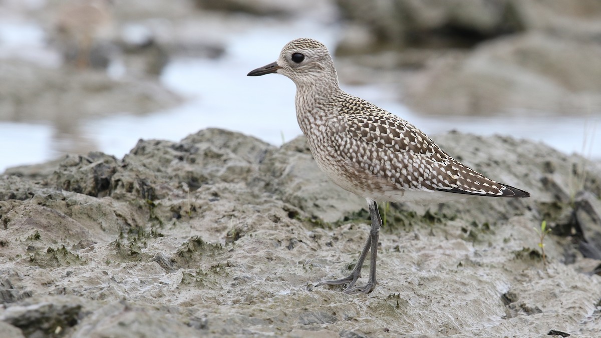 Black-bellied Plover - ML34423741