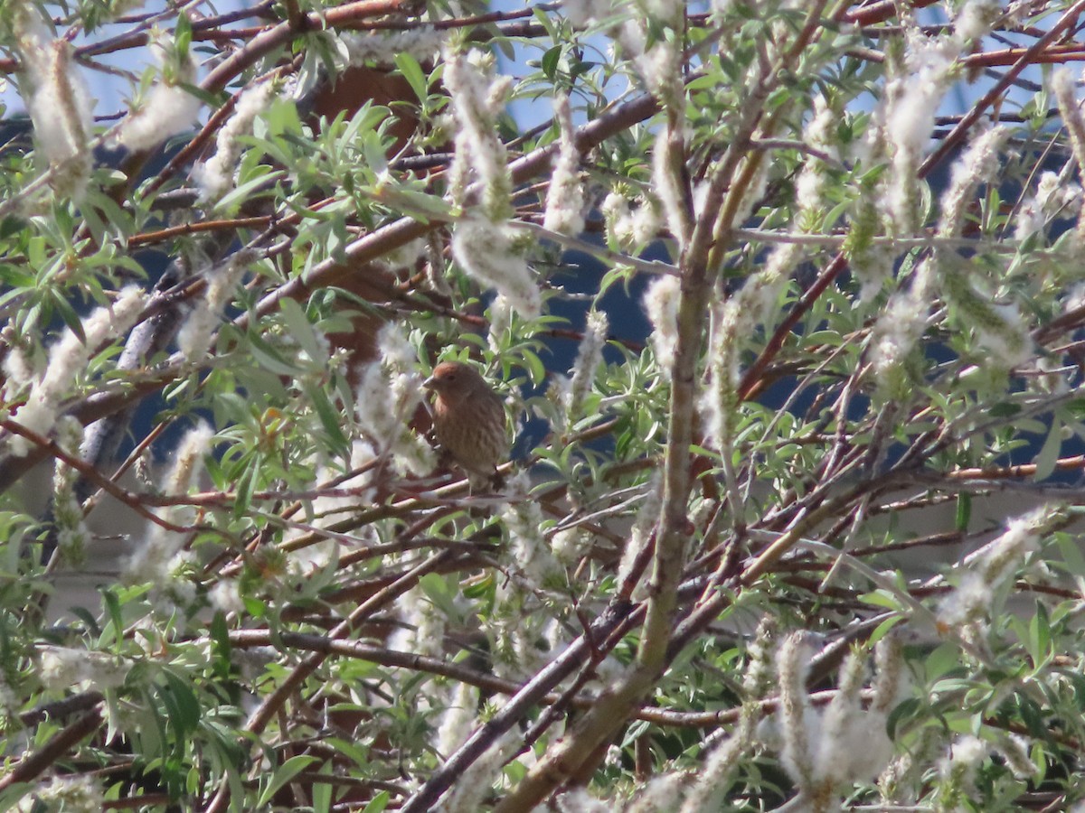 House Finch - ML344237461